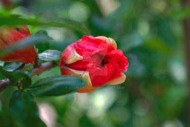 Pomegranate Flower