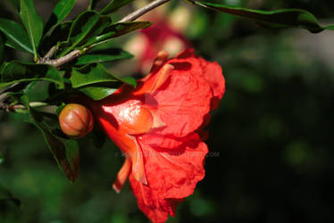 Pomegranate Flower