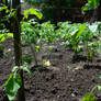 Tomato Plants