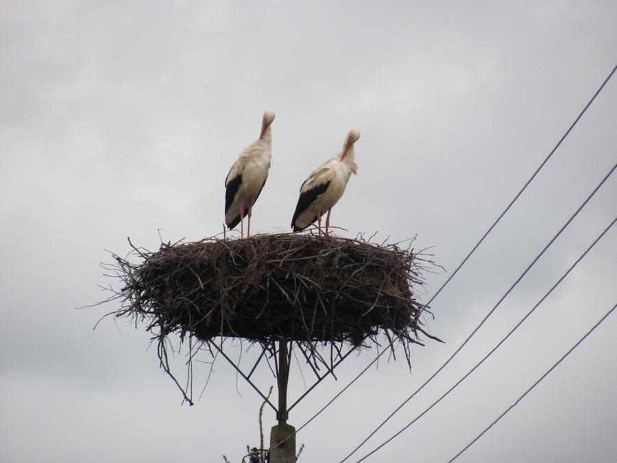 bocki by krolikrolowa on DeviantArt