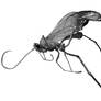 male mosquito