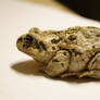 toad