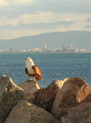 Brahmany kite