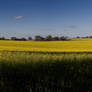 Canola Sunset Pano