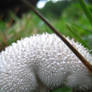 Geodesic Mushroom