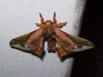 Strange moth 3