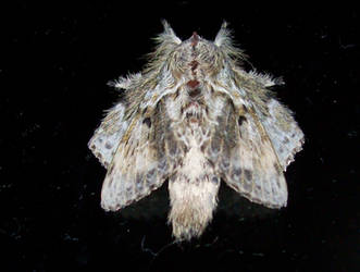 Hairy brown moth