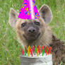 Birthday Hyena