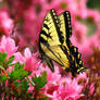 Butterfly on a pink bush