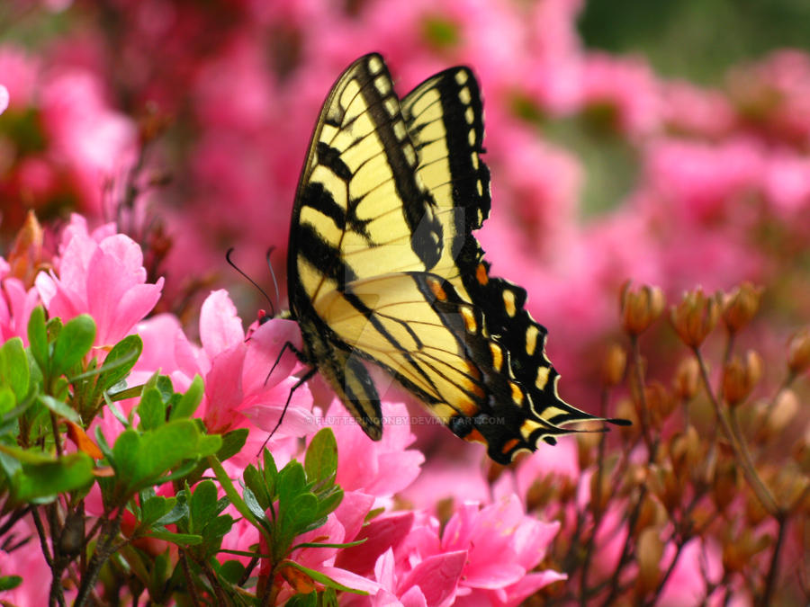 Butterfly on a pink bush