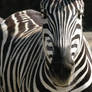 Zebra Strips
