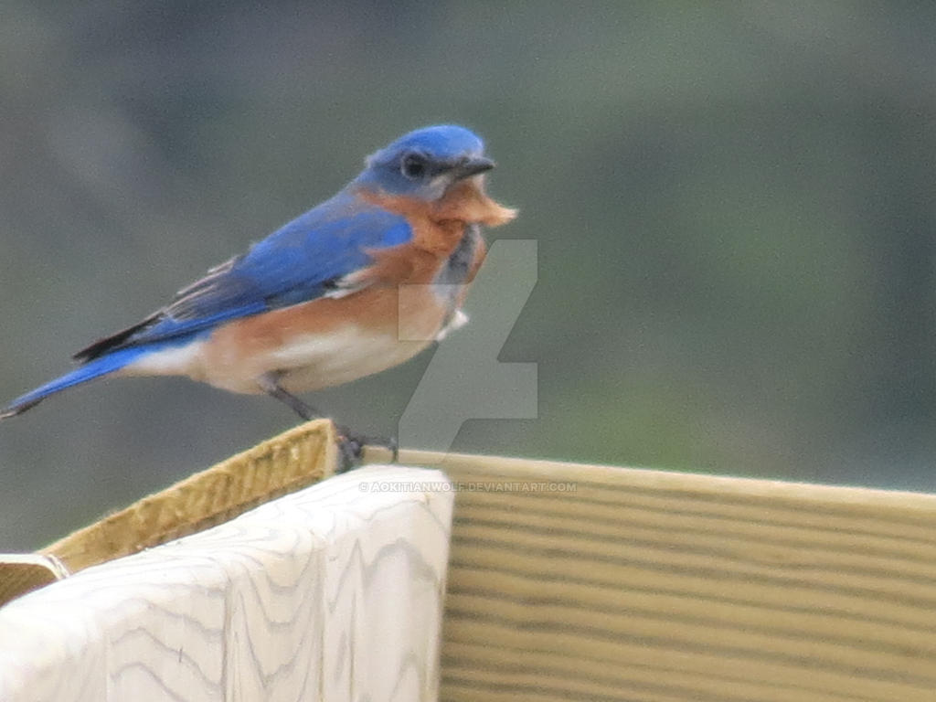 Eastern Bluebird 3