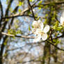 wild cherry flowers