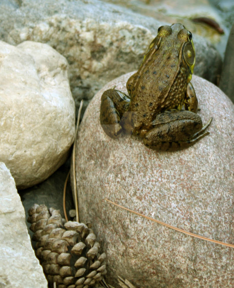 Bullfrog by amijox on DeviantArt