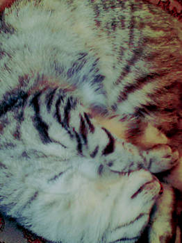 my cat 2