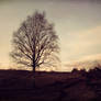 Forgotten Tree