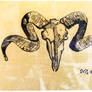 Skull ovis aries