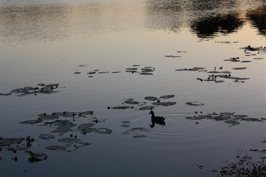 In the pond