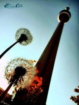 Towering Dandelions