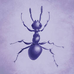 Purple ant drawing