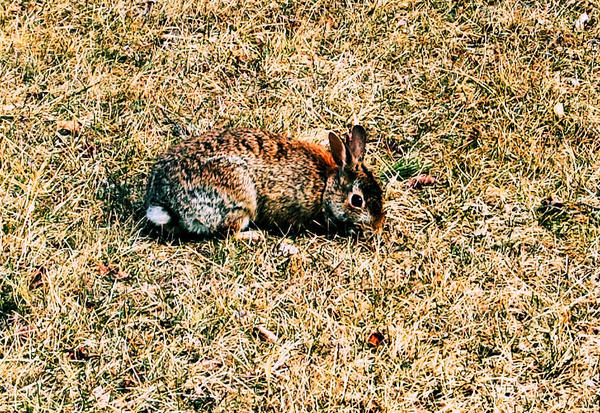 Rabbit by SirenAssassin on DeviantArt