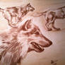 Wolf Study 01