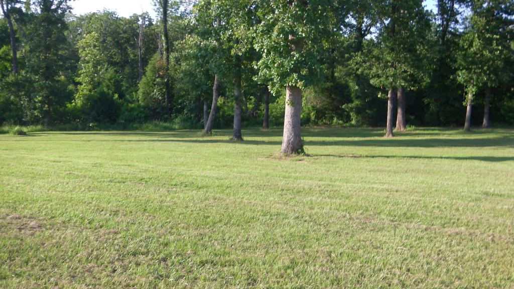 Your run-of-the-mill Grass and trees