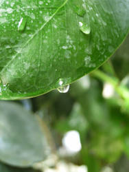 water drop