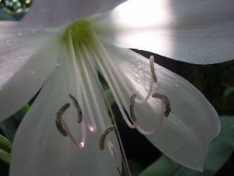 flower detail