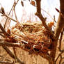 Empty Nest