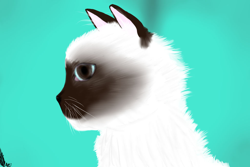 Wifi Chat De Mathieu Sommet By Blackbirdparadise On Deviantart Wifi Chat De Mathieu Sommet By Blackbirdparadise On Deviantart