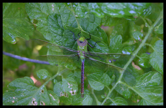 Dragonfly in Green