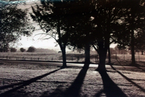 Tree shadows.