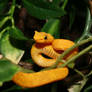 Eyelash Viper