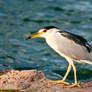 Bird in Water