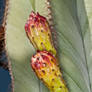 Double Cactus Blooms