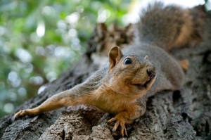 squirrel grasping onto tree