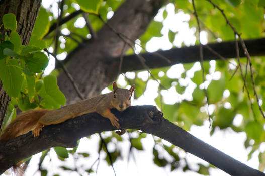 squirrel hugging tree