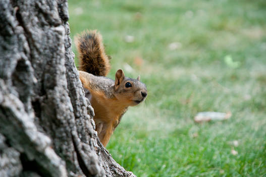 squirrel on tree looking out