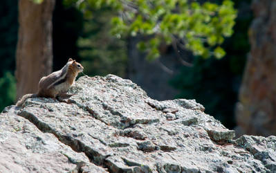 a squirrel on a rock