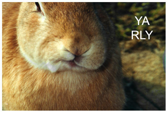 YA RLY rabbit. by kibatails on DeviantArt