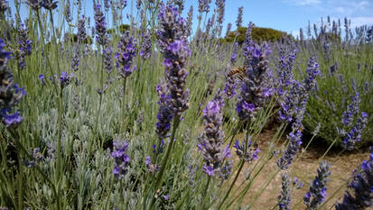 Bee's Lavendula