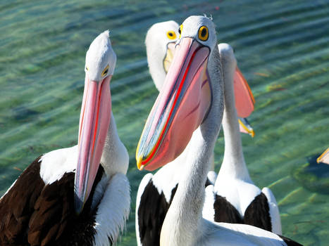 Pelicans sitting in sun, looking to Camera