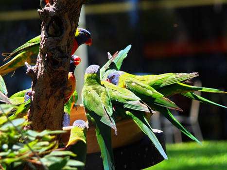 colorful Parrots in Australia going wild for Food