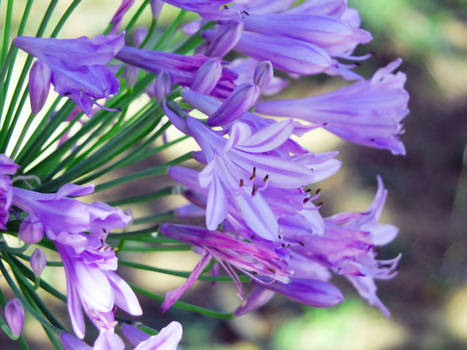 Agapanthus | Close Up of a big Plant | in Bloom