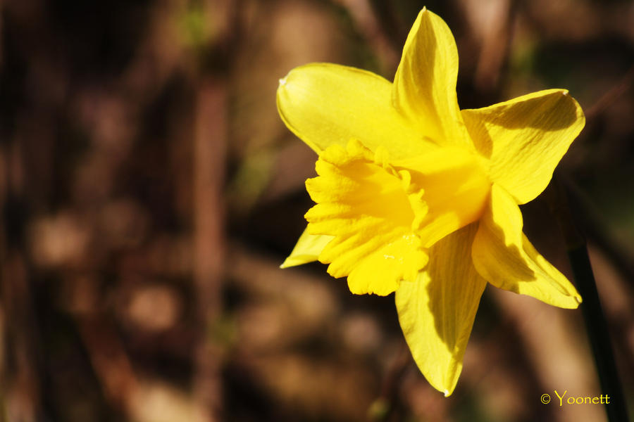 Spring enters my garden