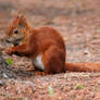 Red Squirrel Berlin