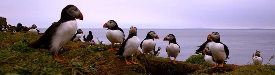 Puffin Party