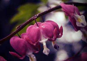 Bleeding Heart