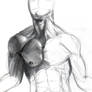 Male anatomy study WIP